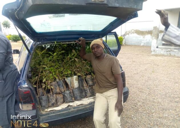 Unik Impact Foundation Distributes Improved Seedlings of Mahogany And Mango To Fight Desertification